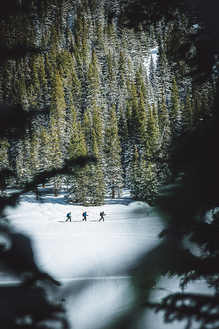 SkiTouringJonesTrees